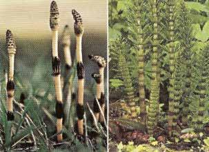 Interessante: Uma planta muito conhecida do grupo é a Selaginella, que, muitas vezes, é vendida como planta ornamental com o nome de musgo. 1.3.