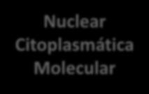 Citoplasmática Molecular Telófase I