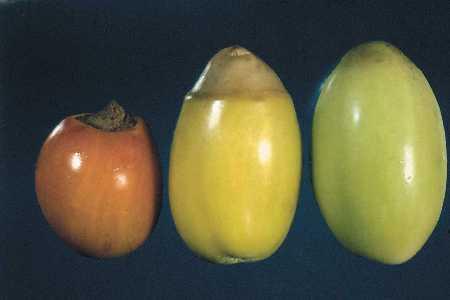 Ca deficiência em tomate Flacidez dos tecidos da extremidade dos frutos necrose