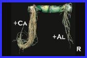 CÁLCIO - Forma Absorvida: Ca 2+ - Mobilidade na planta: Imóvel - Teores médios na planta: 2-10 g kg -1 (geral) - Funções nas