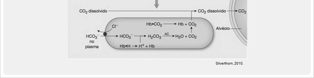 Assim, o bicarbonato que está no plasma penetra novamente os eritrócitos (e os cloretos voltam para o plasma), se liga com o H + para formar ácido carbônico, que