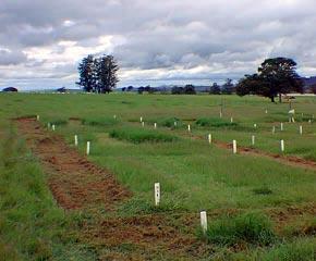 ISSN 1981-2086 Avaliação do efeito de fontes e doses de nitrogênio na produção e na qualidade da forragem de capim-coastcross* 47 São Carlos, SP Dezembro de 2006 Autores Luciano de Almeida Corrêa Eng.