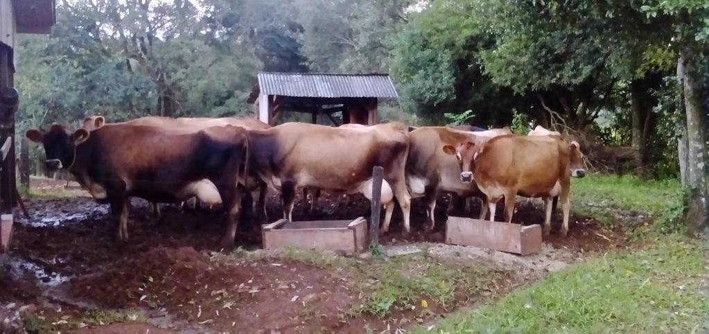 Vacas e novilhas da raça