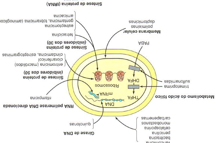 Antimicrobianos Síntese da Parede Celular Síntese DNA/RNA