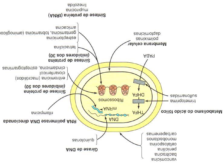 Síntese da Parede Celular Síntese DNA/RNA Metabolismo