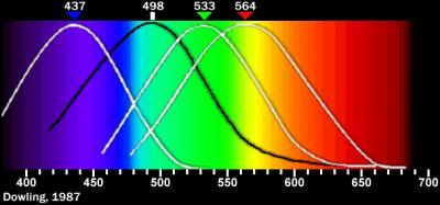 Padrão RGB RGB : formato baseado na tricromaticidade da visão humana, onde temos