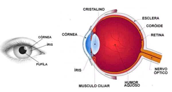 Tecnologia tenta imitar o olho humano Cones