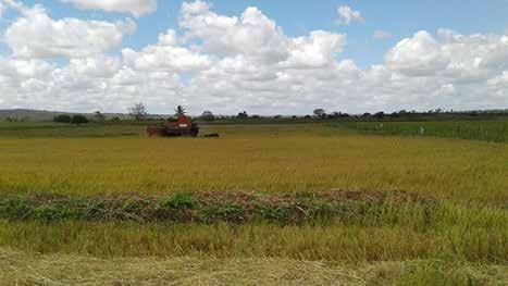 2016/17. No Pará, a expectativa do setor é que a área a ser plantada, nessa safra, supere a safra anterior, motivada pela demanda de mercado.