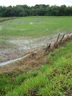 Figura 11 Lavoura de arroz irrigado por inundação Sul de Minas.
