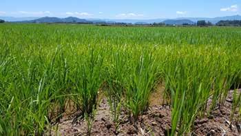 Em relação à área destinada para a cultura, não foram observadas alterações significativas em relação à safra passada, mas apenas uma pequena redução referente a ajustes de informação e perda de