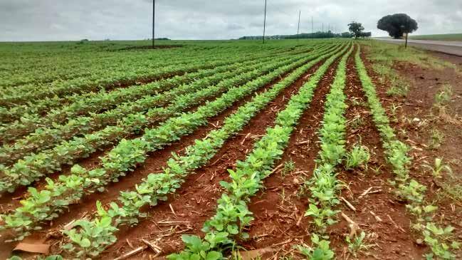 Figura 32 Lavoura de soja em Guaíra -SP Região Sul É esperada um incremento percentual na área plantada, de 2,9% em relação ao ocorrido no exercício anterior.