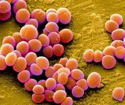 coagulase positivo e Staphylococcus