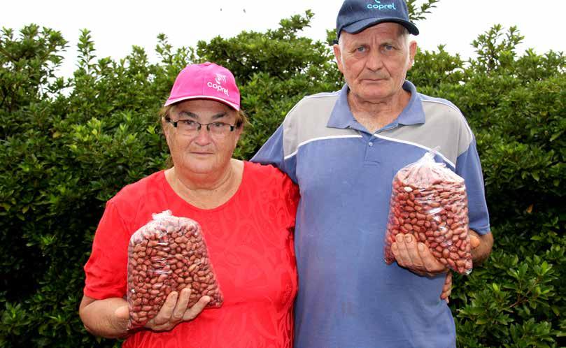 Em uma pequena propriedade de pouco mais de 10 hectares, apostam na diversificação para levar a vida no campo. O cultivo do amendoim é realizado há mais de 3 décadas. No começo, era uma pequena área.