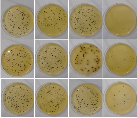 P á g i n a 110 ANEXO 2 Imagens das placas de Petri Leite Pasteurizado Concentração 750mg/L do Sal de Curcumina com as doses de luz 9, 18, 33,