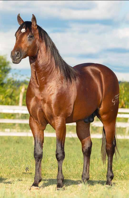 08 Vendedor: HARAS GF Fred Top Roxo GF Macho Castanho 06/10/2015 P235544 Potro do Futuro Trabalho/2019 e Vaquejada/2020 ETERNALY FRED ETERNALLY HANDDOME DORIS DEE BAR SILVER WILD SLN BAIRA ROXA AD