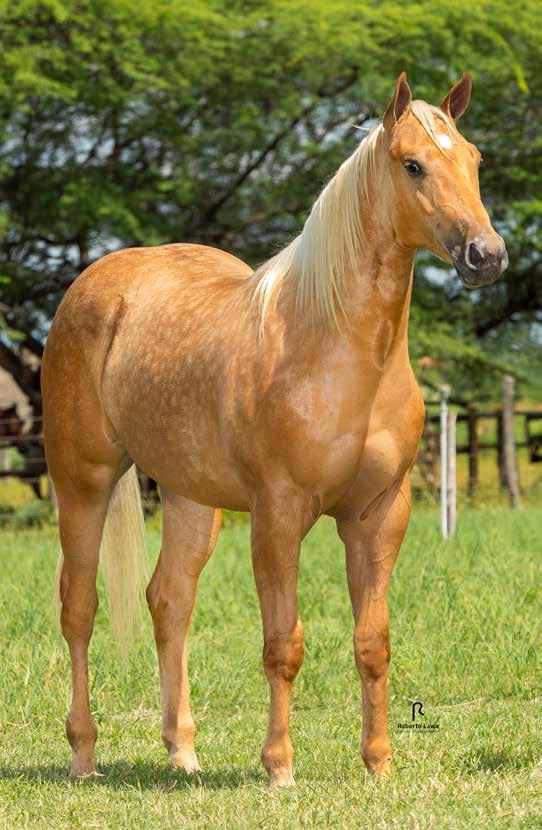 11 Vendedor: HARAS GF Graciosa Rojo GF Fêmea Baio Amarilho 25/09/2016 P249731 Potro do Futuro Trabalho/2020 e Vaquejada/2021 THUNDER CHIEF ETERNALY ROJO JR MISS ETERNAL BAR HTR ETERNALY ROJO JR BLACK