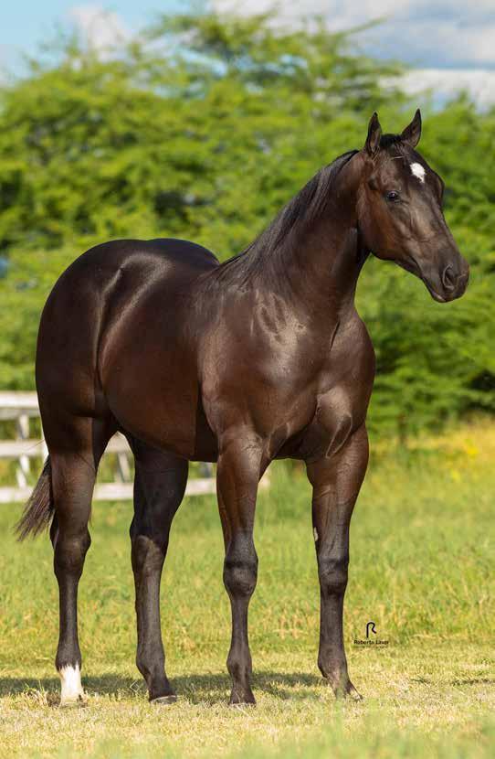 14 Vendedor: HARAS GF Forte Double GF Macho Zaino 10/03/2017 P255671 Potro do Futuro Trabalho/2020 e Vaquejada/2021 EL BOSTON MAC DOUBLE ZORRERO NNF MISS PRECRIPTION NNF SILVER WILD SLN PLAYLENA WILD