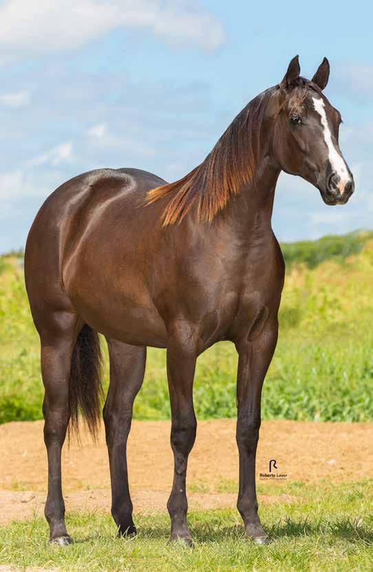 22 Vendedor: Haras Casanova Zorrita Ease Bar Fêmea Lobuno 05/12/2016 P250224 Potro do Futuro Trabalho/2020 e Vaquejada/2021 ETERNALY ROJO JR DODGER ROJO BITOCA OF WOMAN TE ELWILK APOLO CB ELWILK FLAG