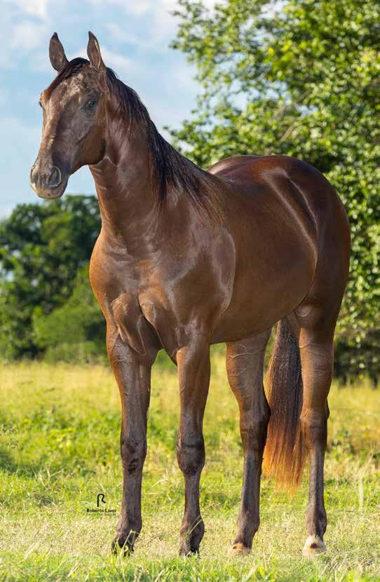 26 Vendedor: Embriovet Lord Apolo Beaver Macho Zaino 12/06/2016 Potro do Futuro Trabalho/2019 e Vaquejada/2020 BEAVER FRECKLES BEAVER ETERNALY MV EBB STEEL SLN ELWILK APOLO CB TRISTAR APOLO LAILA