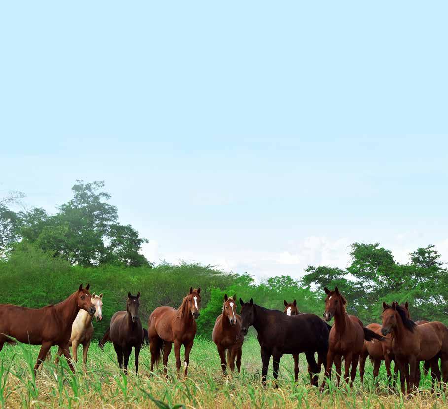 Felicidade......é o termo que define o sentimento da equipe Haras GF, ao realizar o 1 leilão Haras GF & Amigos. Há anos nos planejamos minuciosamente para este dia.