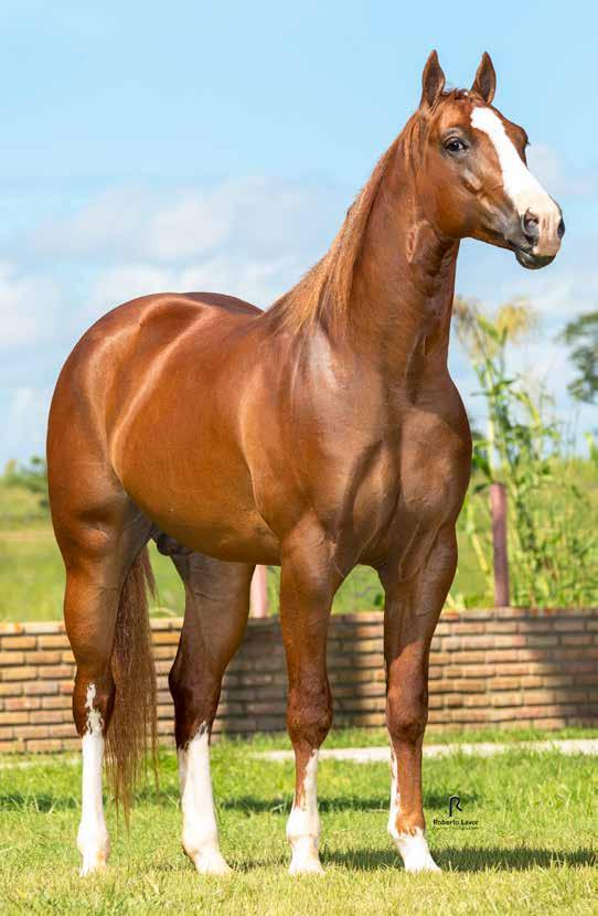 33 Vendedor: Haras RS Full Fred GF Macho Alazão 26/09/2015 P224003 Potro do Futuro Trabalho/2019 e Vaquejada/2020 BEAVER FRECKLES BEAVER ETERNALY MV EBB STEEL SLN ETERNALY FRED AGHATA FRED'S RRV MINK