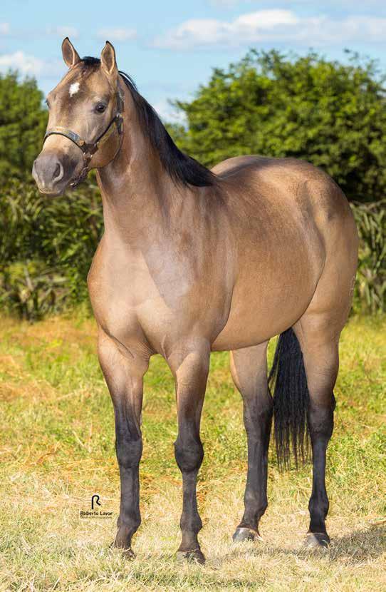 Vendedor: Haras Bezerro 40 Tulipa Rojo HB1 Fêmea Baio 14/01/2015 P+ Eternaly Rojo JR em 16/02/2018 ETERNALY ROJO JR YORK NEW ROJO RC COKETTE CHICA DJZ BIDU BRYAN 3M TULIPA BRYAN GOOC NATACHA BY