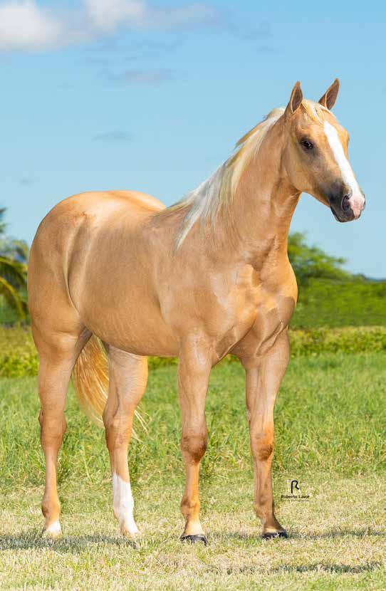 01 Vendedor: HARAS GF Graziela White GF Fêmea Baio Amarilho 30/07/2016 P248868 Potro do Futuro Trabalho/2020 e Vaquejada/2021 ETERNALY ROJO JR WHITE ROJO RC CARDENAL BLOND SHADY STEEL SLN MISS MADE