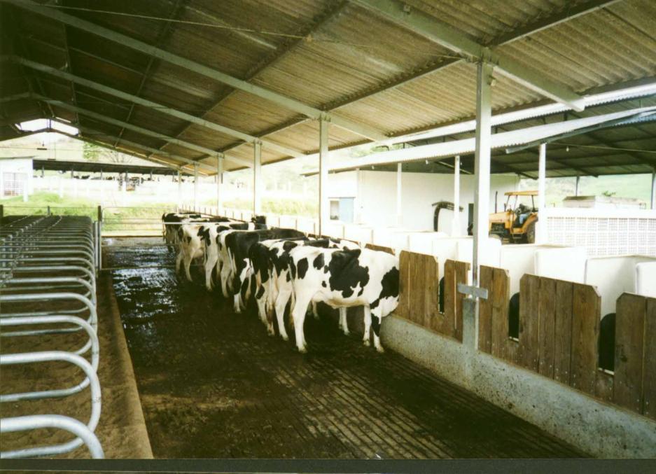 5.2 Equações de predição do CMS Predição do CMS BOVINOS LEITEIROS: Vacas em lactação raça holandesa (NRC, 2001) em confinamento.