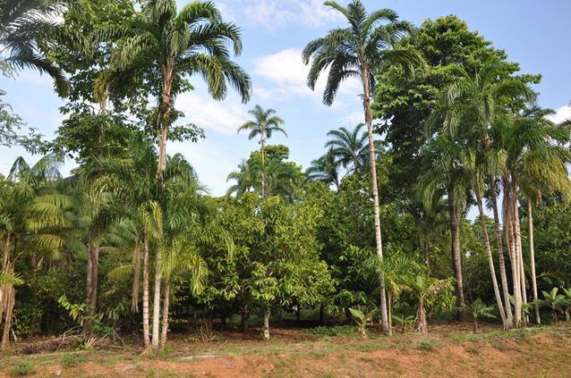 nha (Bactris gasipaes) (para produção de sementes) e castanheira (Bertholetia excelsa).