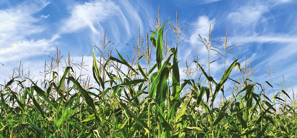 Além dos fatores listados, vale ressaltar que existe um componente genético para a podridão de