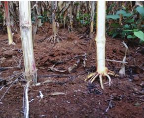 As plantas atacadas apresentam um descoloramento típico do colmo, perdem a tonalidade verde ou arroxeada, a depender do híbrido, e passam a ter uma coloração palha, mais clara.