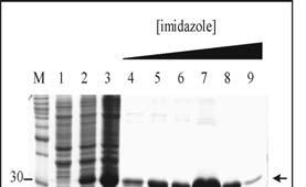 Ensaios biológicos 4.2. Ensaios biológicos de inibição da enzima Xylellaina genoma completo da X. fastidiosa foi publicado recentemente (SIMPSN et al., 2000).