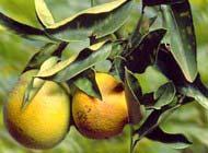 , 2000), por ser o agente causal de doenças de diversas culturas de importância econômica, como alfafa, ameixeira, laranjeira,