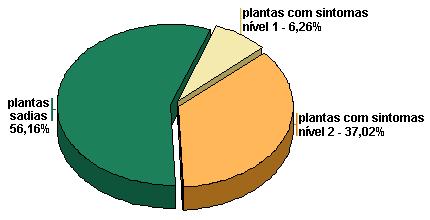 1 apresenta os diferentes níveis de sintomas e porcentagem de plantas sadias de acordo com o levantamento realizado em 2005, ou seja, aproximadamente 44% da plantação total apresentam plantas