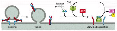 As SNAREs são separadas por NSF + ATP http://wwaw.