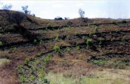 faixas arborizadas e nas beiras do córrego foi realizado um reflorestamento para formar uma mata ciliar. O plantio das faixas arborizadas em curva de nível ocorreu no final de janeiro de 2002.