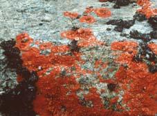 2 1 Sucessão ecológica Os liquenes são os primeiros seres vivos a colonizar uma rocha nua espécies pioneiras numa sucessão primária.