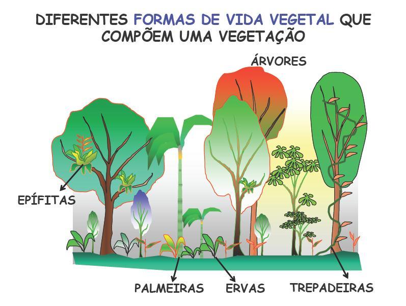 Evolução dos projetos de restauração Novos desafios: inclusão de outras formas de vida e grupos funcionais Ineficiência da restauração apenas com espécies arbóreas para