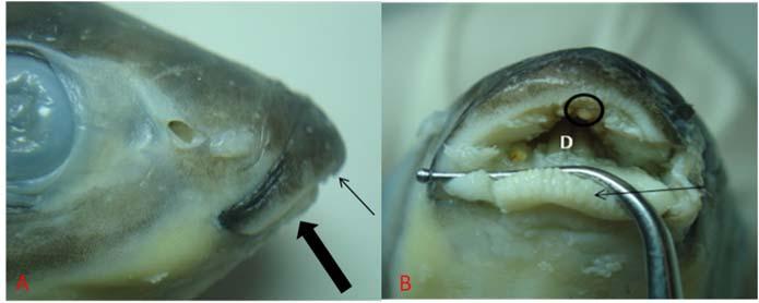 Figura 01. A- Vista lateral direita da cabeça do L. fasciatus lábio superior (seta fina) mais pronunciado que o inferior (seta grossa). B - Vista ventral da cavidade oral de L.