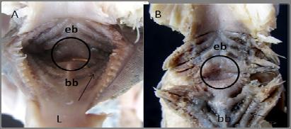 foram observadas por nós em L. fasciatus com um número de dentes igual ao observado por Santos (1982) e Garavello e Britski (1987).
