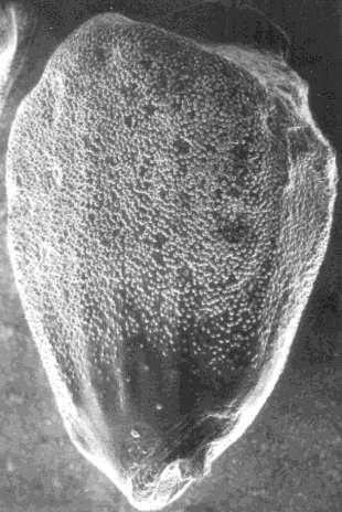 A fibra do algodoeiro é um tricoma ( pelo ) que surge no protoderma do óvulo.