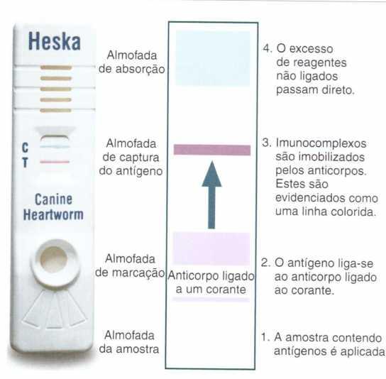 Imunocromatografia More PowerPoint