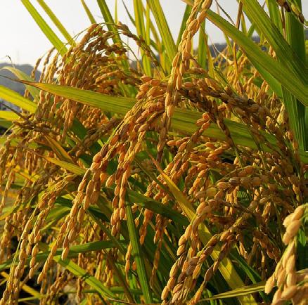 CUSTOS TRIMESTRAIS OUTUBRO - 2017 Clima desfavorável atrapalha desenvolvimento da safra de trigo no PR O clima tem sido bastante adverso para as culturas de inverno em algumas regiões produtoras