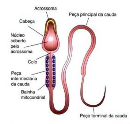 86 locomoção, o qual é chamado de cauda. Enquanto o espermatozoide se locomove, o óvulo não se movimenta por si só. O espermatozoide é formado por cabeça, cauda ou flagelo.