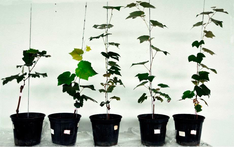 Altura de plantas de aveia-preta cultivadas em solo Cambissolo Húmico, com 100 mg Cu kg e doses e doses crescentes de calcário, 0; 2,5; 5,0; 7,5 e 10,0 Mg ha, que promoveram o aumento dos crescentes