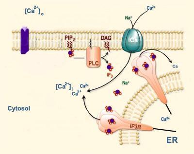 Receptores de IP3 Estruturalmente semelhantes aos RyRs, os receptores do IP3 (inositol- 1,4,5-trifosfato) provocam a