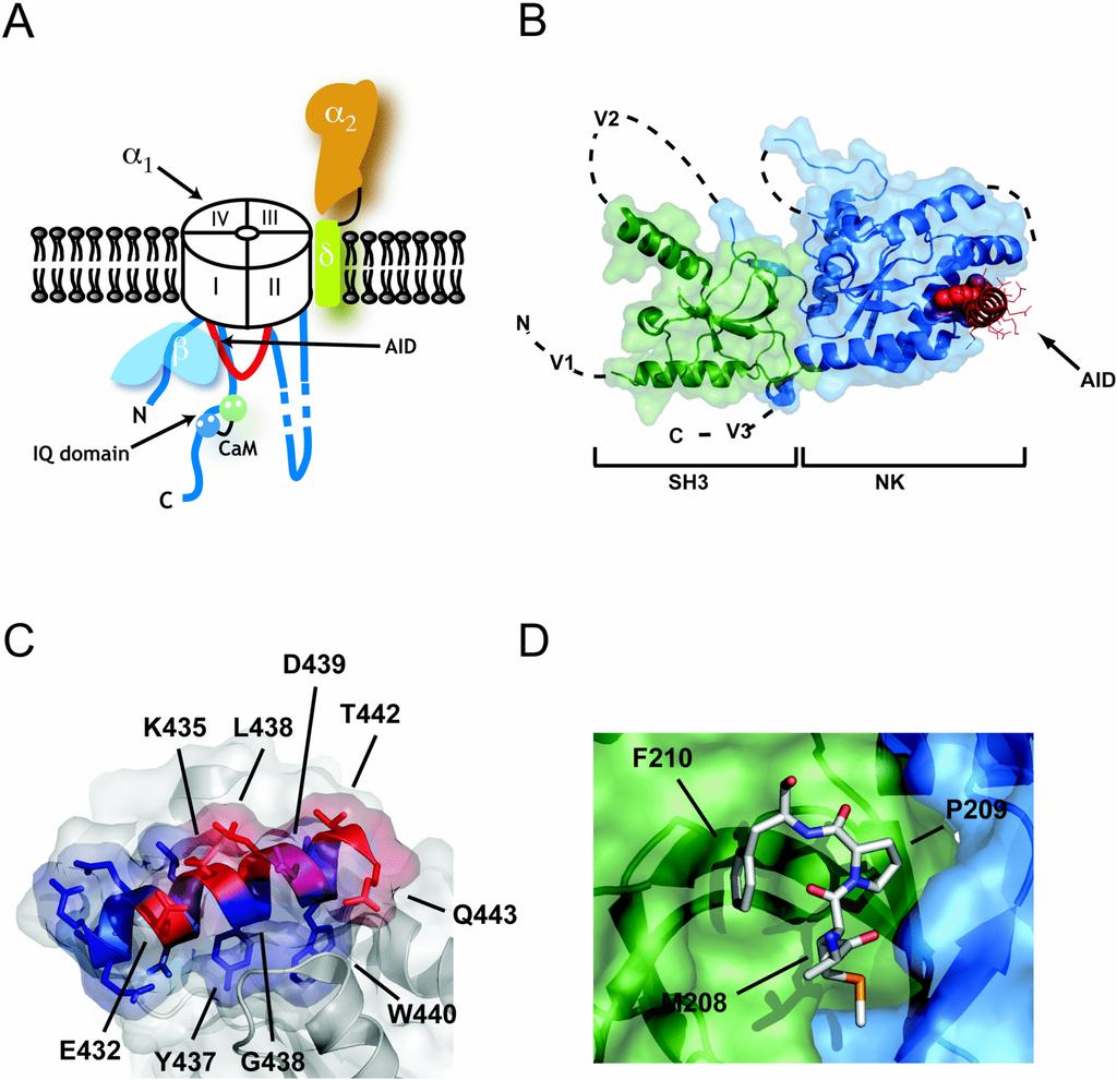 A α 2 δ (CACNA2D1) aumenta a amplitude das correntes de Ca 2+.