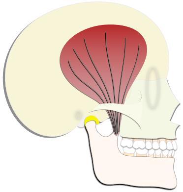 19 Figura 1: Músculo temporal O músculo masseter (Figura 2) tem a função de elevação da mandíbula e oclusão dos dentes assim como o temporal.