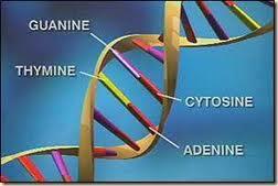Ácidos nucleicos São macromoléculas de enorme importância biológica; O DNA constitui o depósito da informação genética.