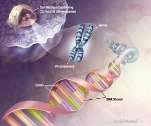 Ácidos nucleicos Filamento de DNA, que forma os